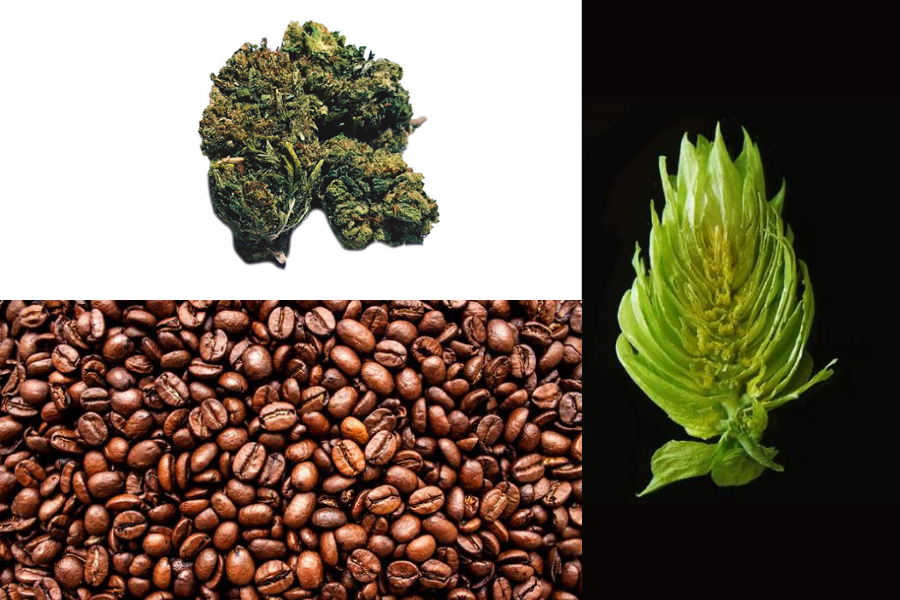 Quality Control Cannabis Coffee Hops